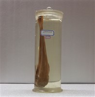 藏品(海鱺)的圖片